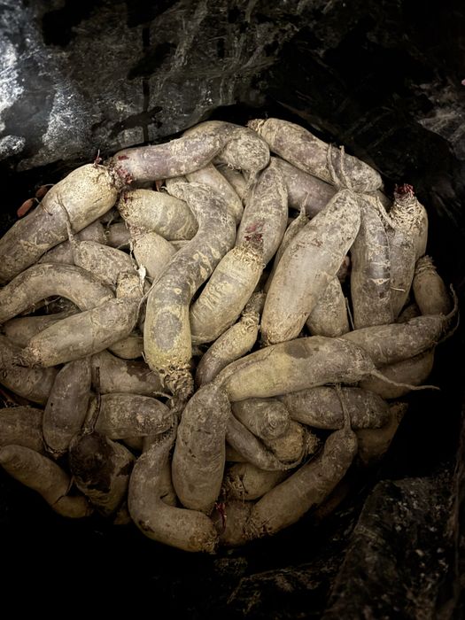 Buraczki czrwone podluzne