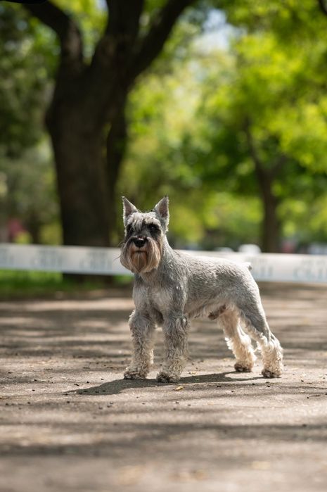 В'язка цвергшнауцер  шукає наречену