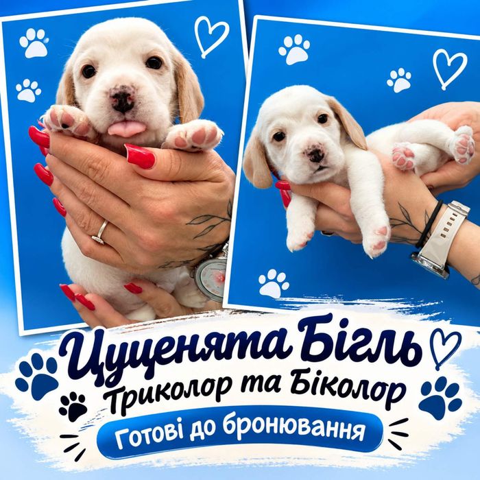 Цуценята Бігль Триколор та Біколор