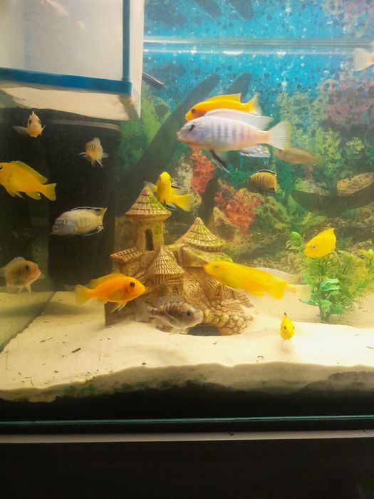 Pyszczaki  malawi mlode