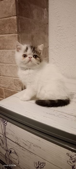 Котик екзотичний короткошерсний