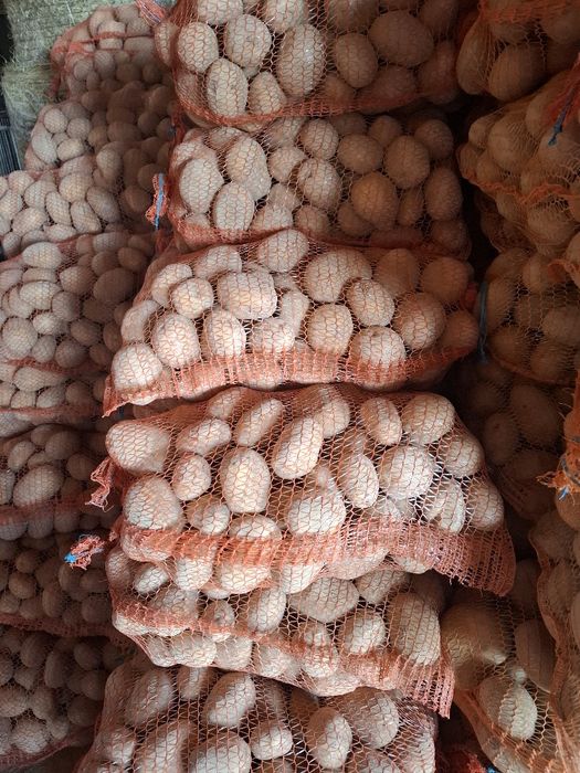 Ziemniaki odpadowe duze 50gr/kg