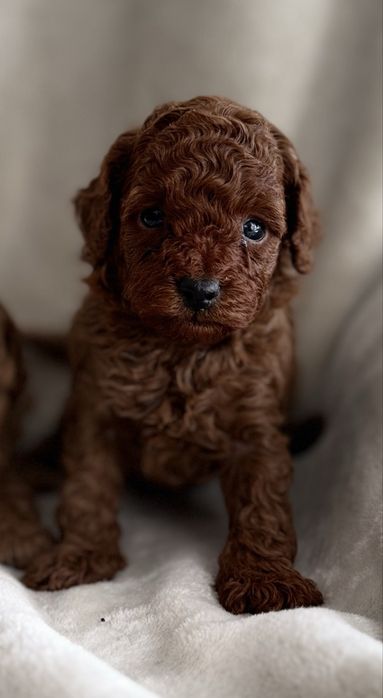 Pudel toy red piesek