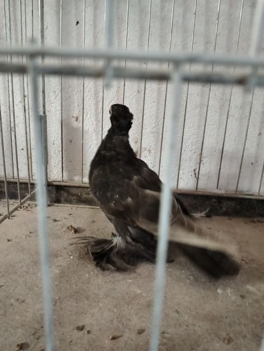 Wywrotek mazurski samica kawowa