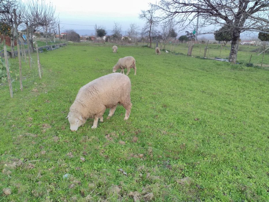Fardos de azevem e feno espontâneo