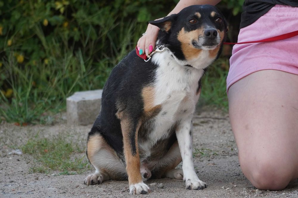 Fiber - mały, skrzywdzony piesek