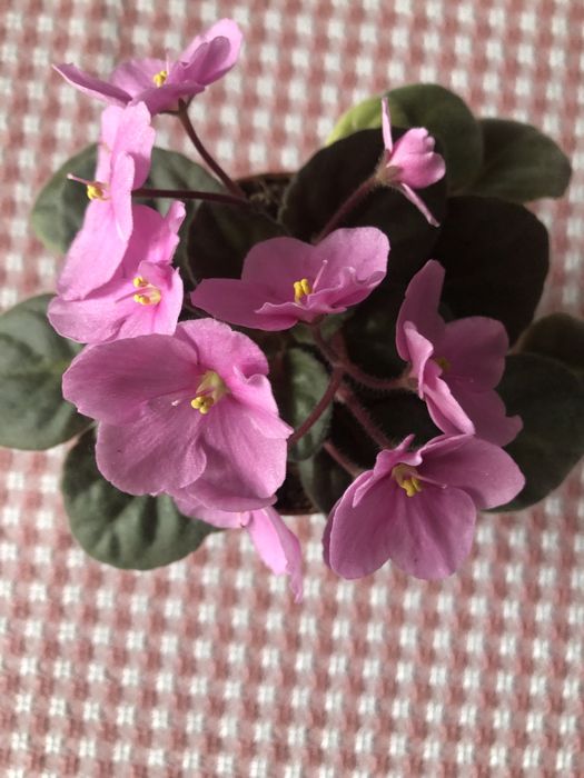 Fiołek afrykański różowy