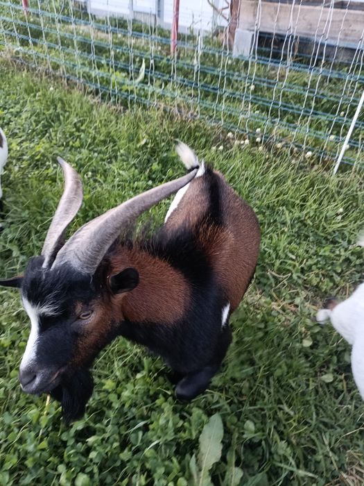 Casal de cabras anas