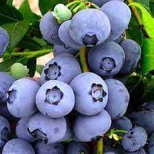 Абрикоса Ківі Лохина Яблуня Інжир Хурма Персик Магнолія Сакура Піон