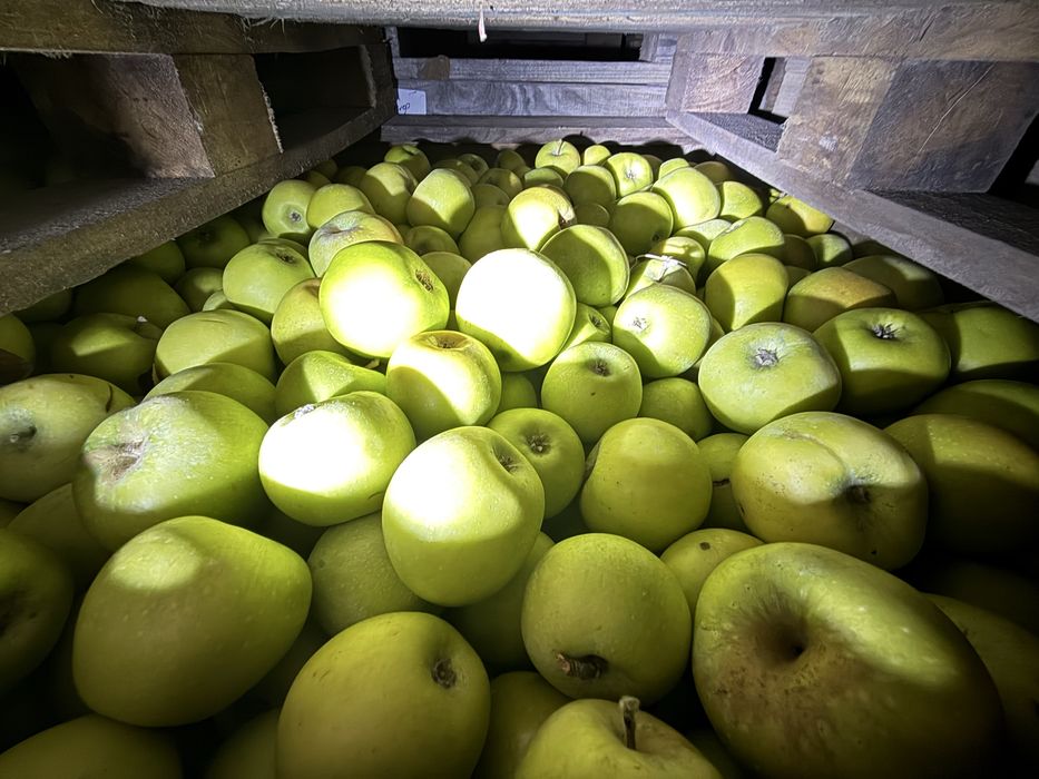 Яблука різних сортів