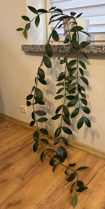 Hoya Lobbii dark red