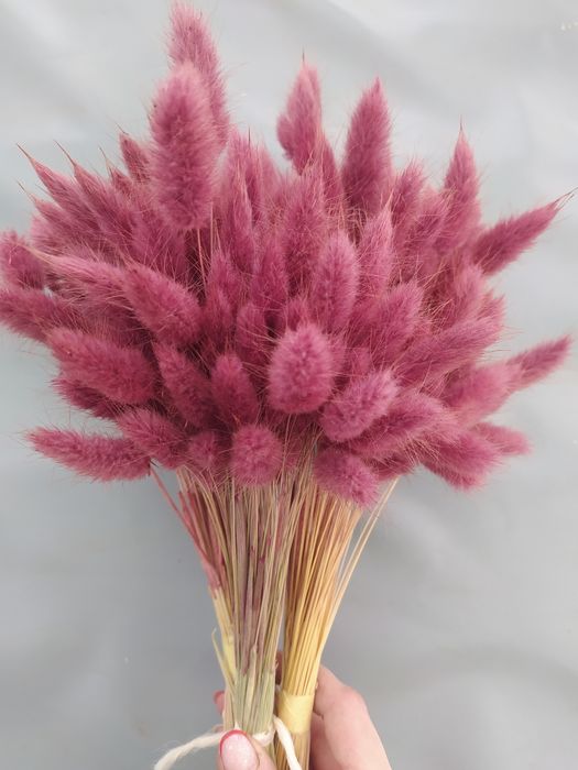 Лагурус продам, сухоцвіти