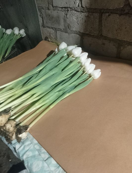 Продам тюльпани оптом  на 14 лютого та 8 березня