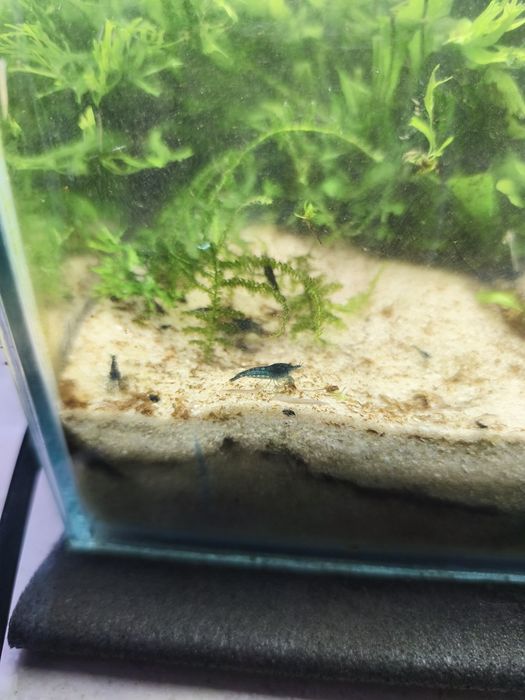 Krewetki niebieskie blue velvet