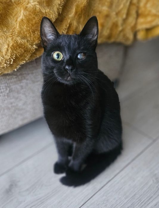 Choć niedowidzący Mambo miał pecha, to przynosi szczęście.