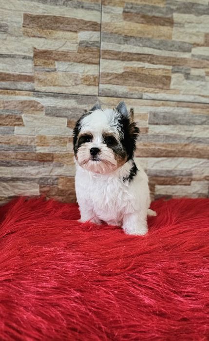 Uroczy piesek Biewer Yorkshire Terrier słodki piesek york