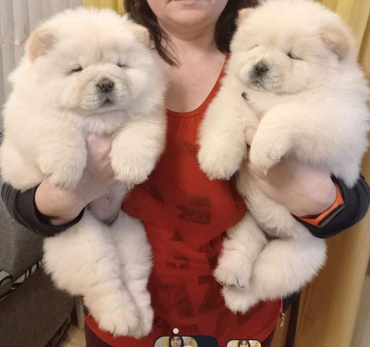 Продам щенков чау