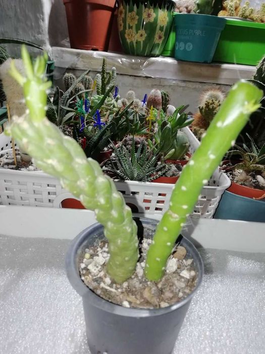 Набор из 3-х суккулентов