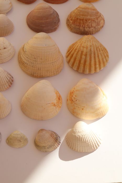 Conjunto pack 36 conchas do mar Algarve