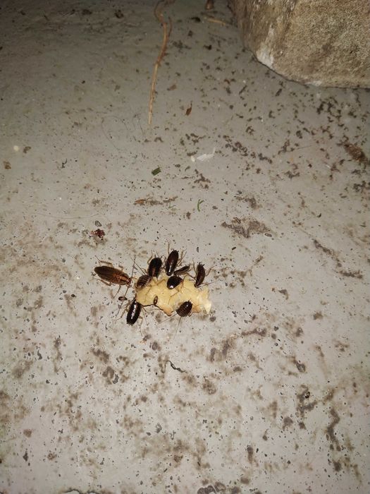 Дератизація Дезінсекція Газація Фумігація HACCP