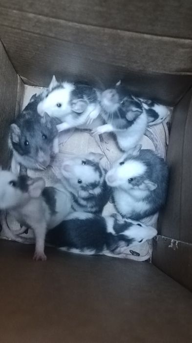 Декоративні Пацюки (щурики)