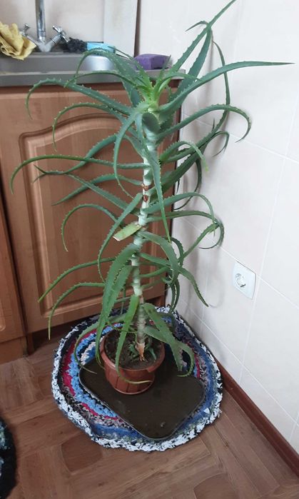 Цветок алое, старше 5 лет