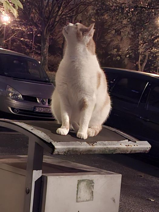 Kto przygarnię Rudka?