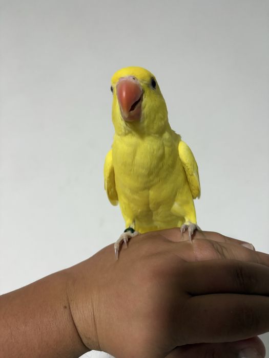 Vendo Ring Neks e loris Domesticados