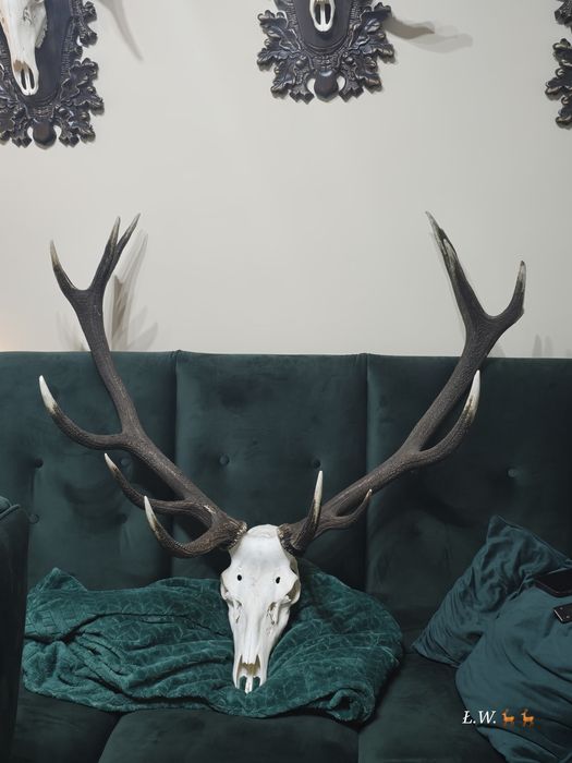 Wieniec zrzut zrzuty jelenia 9,30 kg