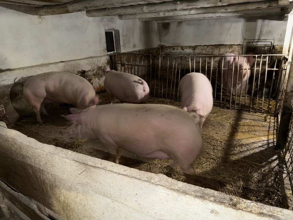 Продам молоді свині