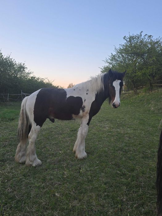 Irish Cob Ogierek