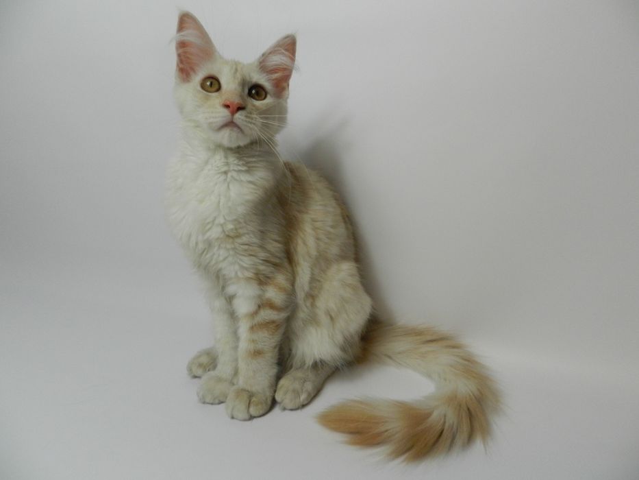 Котята Мейн куны