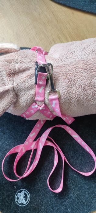 Szelki +smycz dla kota