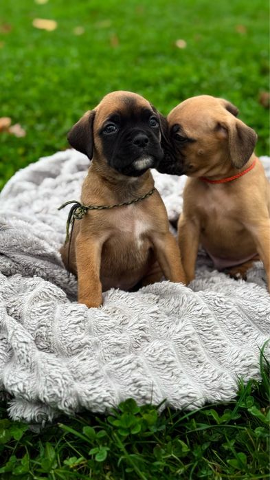 Щенок Боксера, Цуценята Німецького Боксера