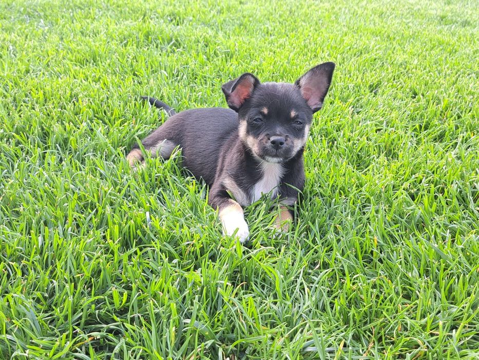 Chihuahua   suczka