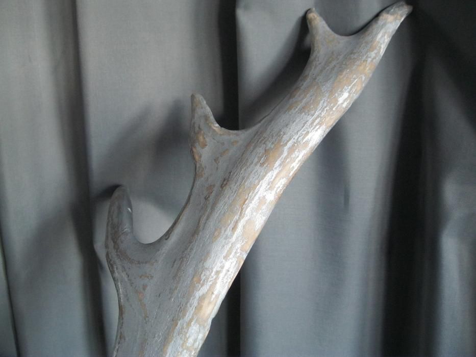 Олений рог дизайнерская обработка рога оленьи декор арт-объект