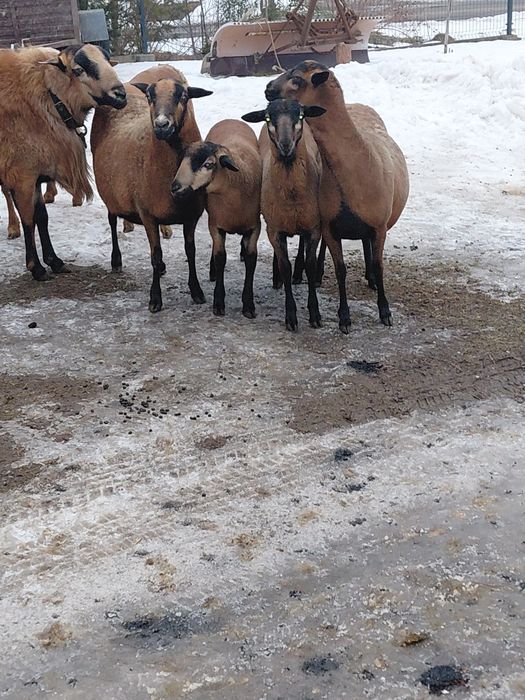 Sprzedam Tryki Barbados 5-cio miesięczne.