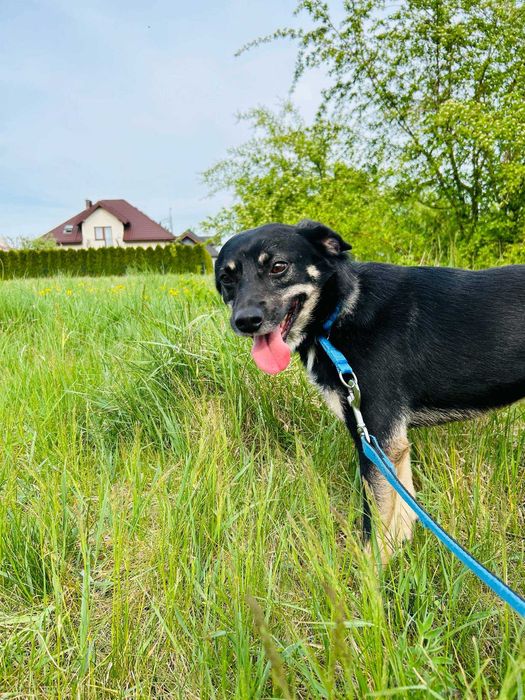 Wyjątkowy Jager w wieku 3 lat szuka domu