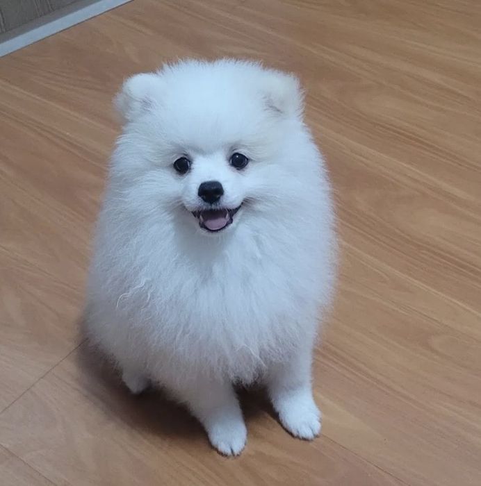Spitz fantastico menino