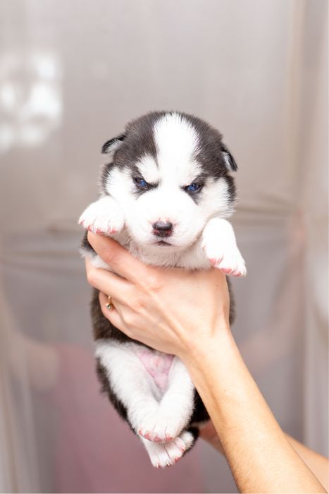 Шикарний хлопчик хаскі. КСУ.