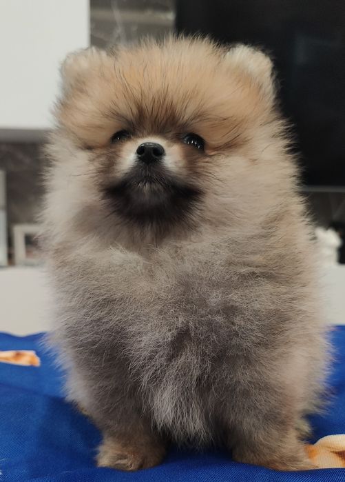 Szpic Miniaturowy – suczka ZKwP FCI