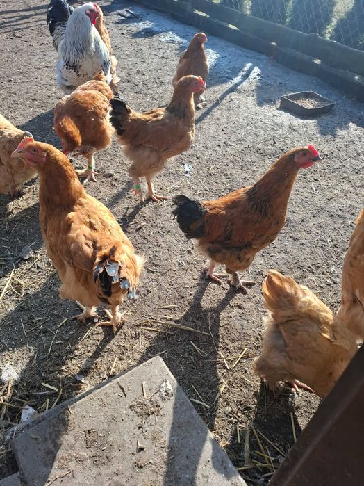 Sprzedam  Gęsi hołmogory Gęś landes kury Kochin olbrzymi