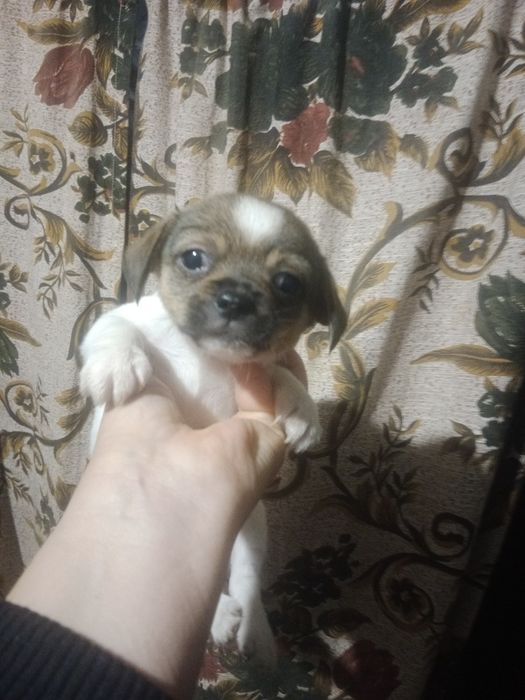 Милі, та гарні цуценята чіхуахуа