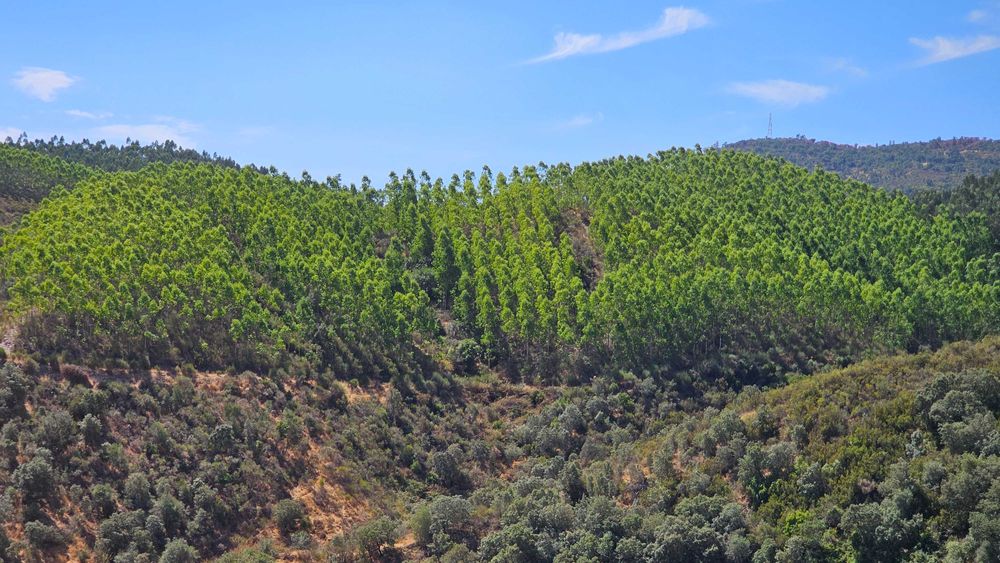 Terreno Rústico com 43 Hectares em Nisa, Portalegre