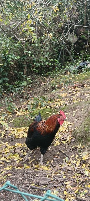 Galo Maran para troca de galinheiro aceito trocas