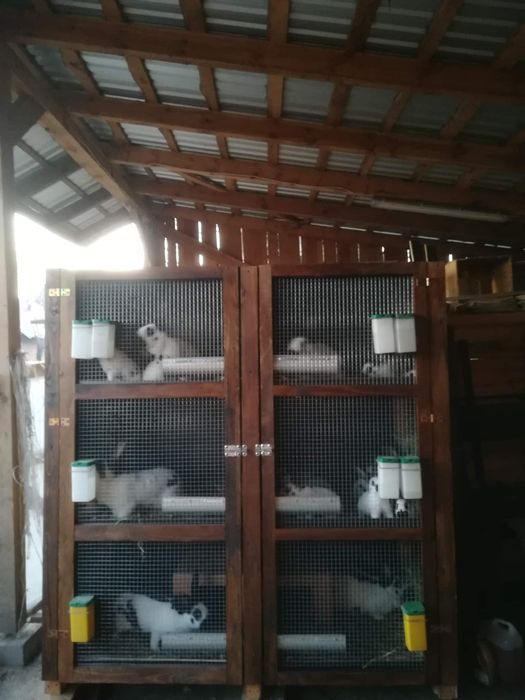 Klatka dla królików