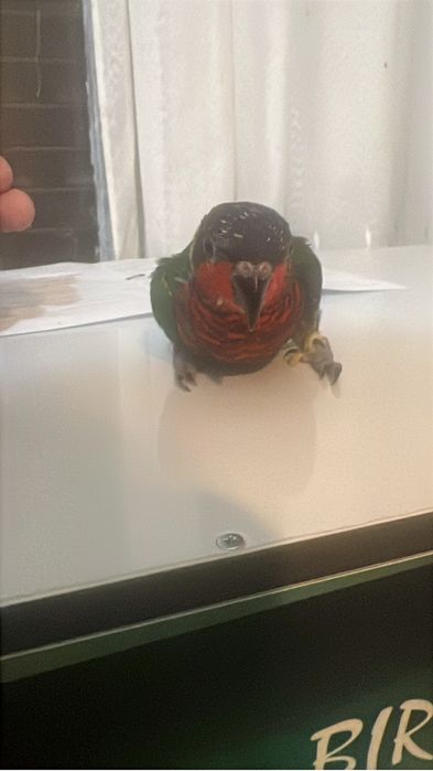 Loris ornatus criado a mão