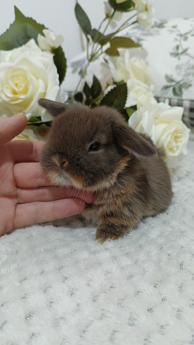 Mini lop króliki karzełek miniaturka baranek hodowla