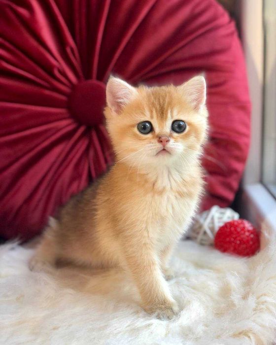 Золоті Британські хлопчики Каспер та Честер