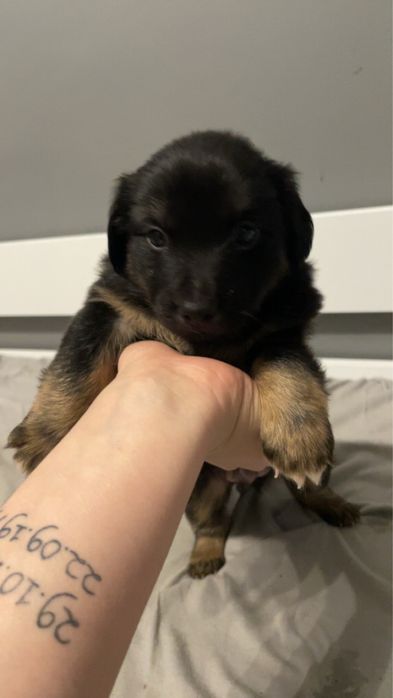 Oddam za darmo szczeniaki